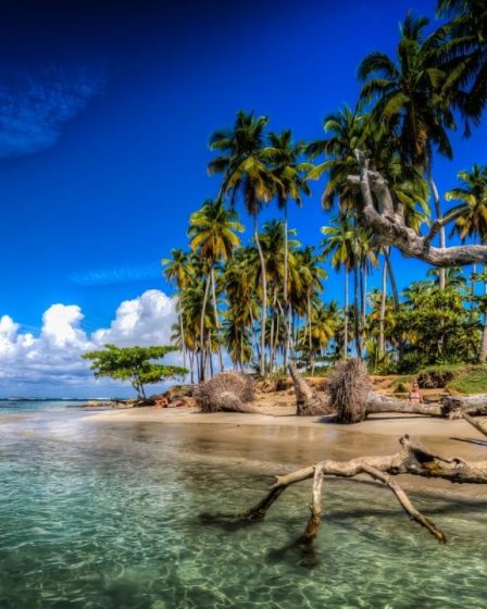 壁纸 加勒比海，棕榈树，海滩，海洋，云彩，多米尼加共和国 1920x1080 Full HD 2K 高清壁纸, 图片, 照片